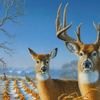 Deer couple