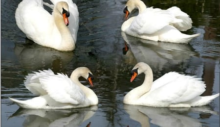 Times four - white, swans, four, beauty, swim