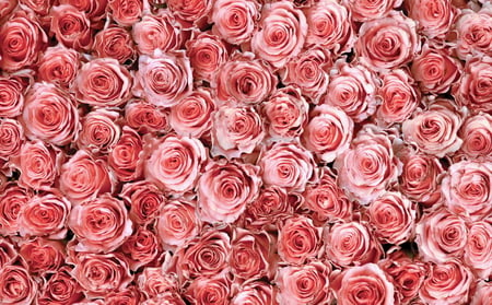 Roses galore - roses, flower, many, pink