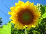 Sunny Sunflower