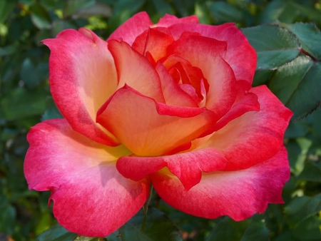 Floribunda Rose - yellow, petals, pink, rose