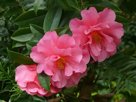 Pink Camellias - flower, pink, camellias, leaves