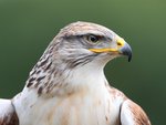 Ferruginous Buzzard