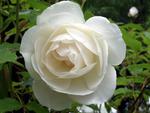 Gorgeous White Rose