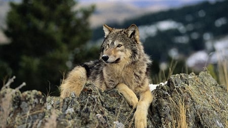 A Beautiful Wolf - magnificent, nature, lonly, wonderful, cute