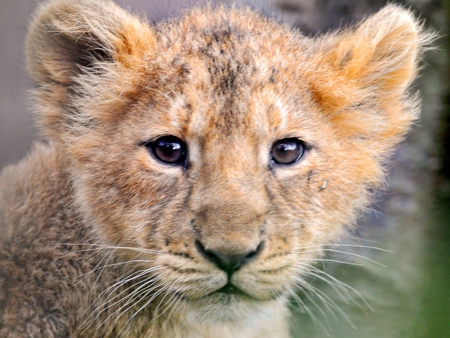 Sweet Lion Cub II - cub, photography, cute, cats, lion, sweet, animals