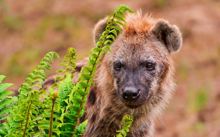 Hyena In Hiding - hiding, photography, mammals, cute, hyena, sweet, animals