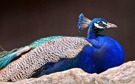 Royal Blue Peacock