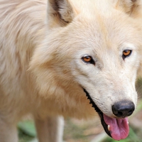 Arctic Wolf
