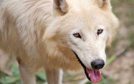 Arctic Wolf - pretty, dogs, photography, cute, arctic, sweet, animals, wolves