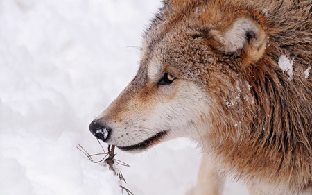 Arctic Wolf II - pretty, dogs, photography, cute, arctic, sweet, animals, wolves