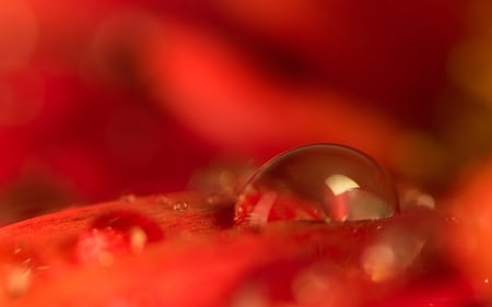 Resting With Elegance - pretty, resting, photography, dewdrops, flowers, elegance, nature, dew, red, floral