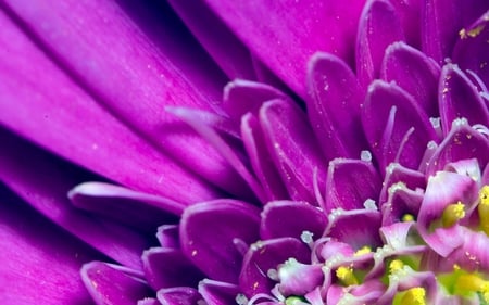 Violet Dream - photography, dream, violet, nature, purple, pretty, floral, petals, flowers