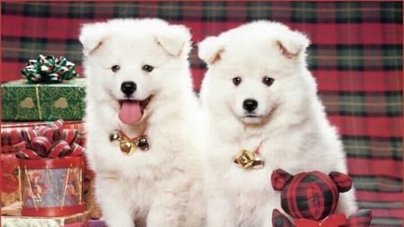 Cute dogs for Poohbear123 - white, picture, 2011, 01, dog, 11