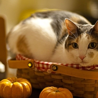 Cat and pumpkin