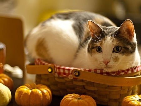 Cat and pumpkin - pumpkin, cat, animal, feline, basket, kitten