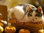 Cat and pumpkin