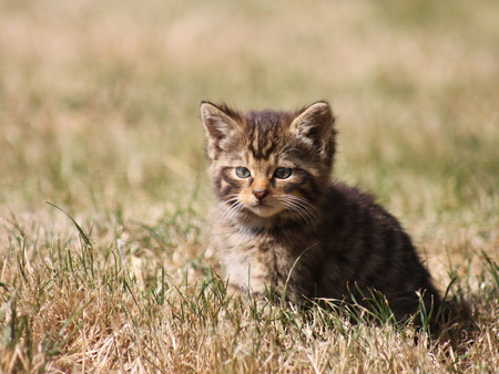 Lost in the grass - animal, kitten, cat, feline, grass