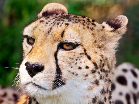 Cheetah - wildlife, cheetah, feline, animal