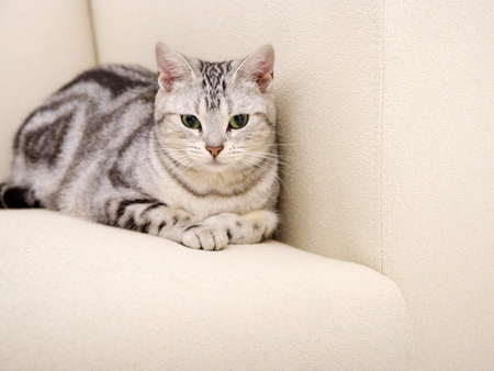 Cat on a chair - animal, kitten, cat, feline, abstract