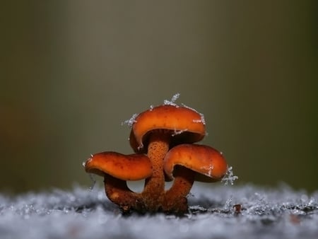 Snowy mushrooms - snow, mushrooms, nature, red