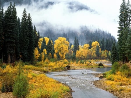 Amazing nature - river, clouds, forest, tree