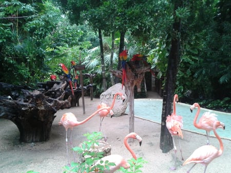 flamengos - zoos, birds, nature, parks, scarett