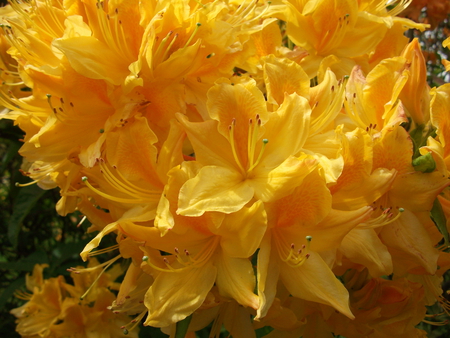 Bunch of Yellow - flowers, spring, yellow, beautiful