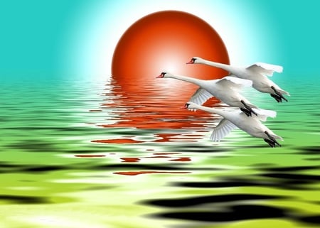 Gooses - gooses, sun, animals, sea, other