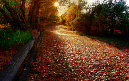 Autumn Path - pretty, magic, romantic, romance, sunrise, sunrays, path, way, woods, sunlight, road, beauty, colors, fence, fall, carpet of leaves, nature, sunset, autumn, green, autumn colors, splendor, landscape, grass, forest, walk, leaves, view, sky, sun, carpet, trees, beautiful, photography, lovely, tree, colorful, rays, autumn leaves, peaceful