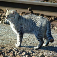 GREY TABBY