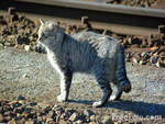 GREY TABBY