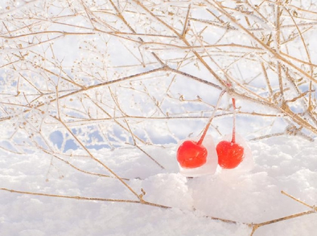 snow berries - red, others, nice, berries, fruits