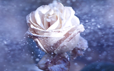 magical white rose - pretty, blue, lovely, flowers, white, nature, rose, nice, delecate