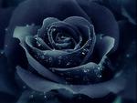 Magical black rose