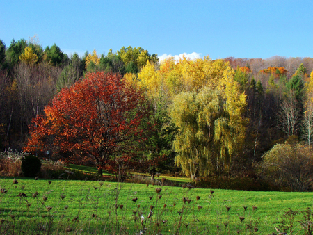 November - beauty, trees, landscape, forests, popular, image, nature, colors, november