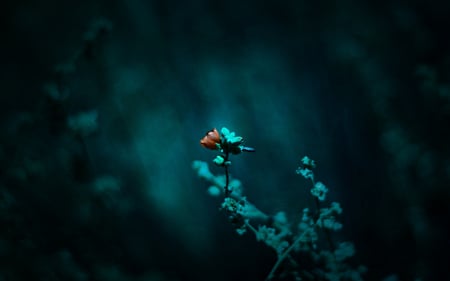 Blue effect - beauty, abstract, blue, effect, flower