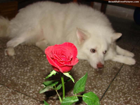 BEAUTIFUL ROSE AND DOG - white, red, rose, dog