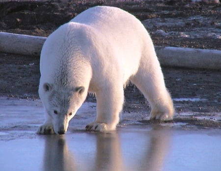 POLAR BEAR DRINKING - drinking, bear, water, polar