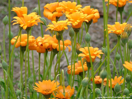 FOR MY DEAR FRIEND JERI, MEMEME - flowers, field, yellow, pretty