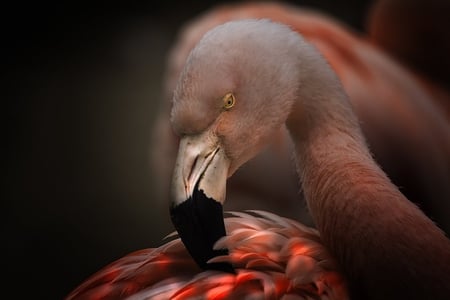 ♥For My sweet Helen♥ - bird, birds, animal, beautiful, sweet, flamingo