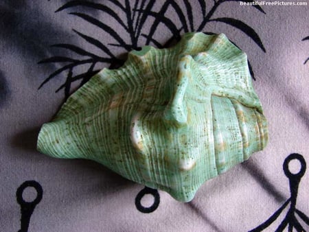 CONCH SHELL - conch, beauty, beach, shell