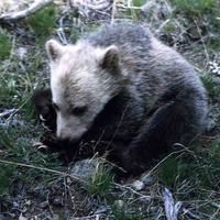 GRIZZLY BEAR CUB