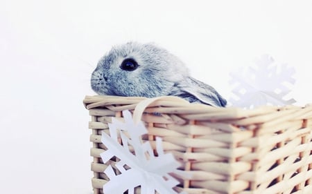 cute snowflake - christmas, basket, rabbit, white, winter, snowflake, bunny