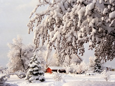 white winter wonderland