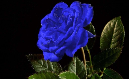 Blue Rose - flowers, rose, blue, flower