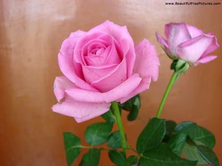 BEAUTY OF NATURE - roses, beauty, flower, pink