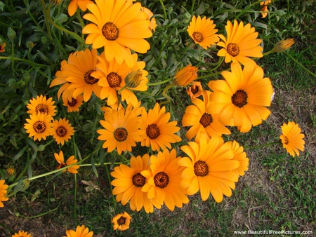 DAZZLING DAISIES - flowers, daisies, yellow, beauty