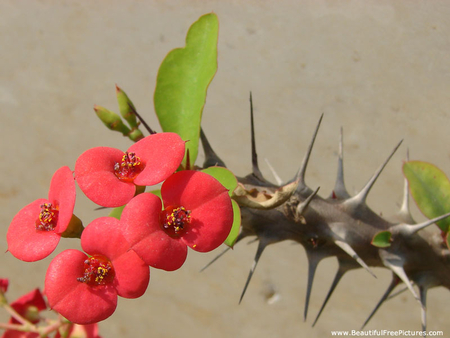 SPIKES AND BEAUTY, - red, flower, cactus, spikes