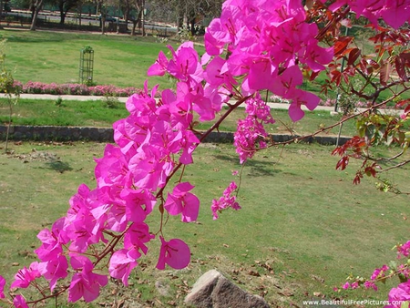 PRETTY PINK - bush, flower, pink, branch